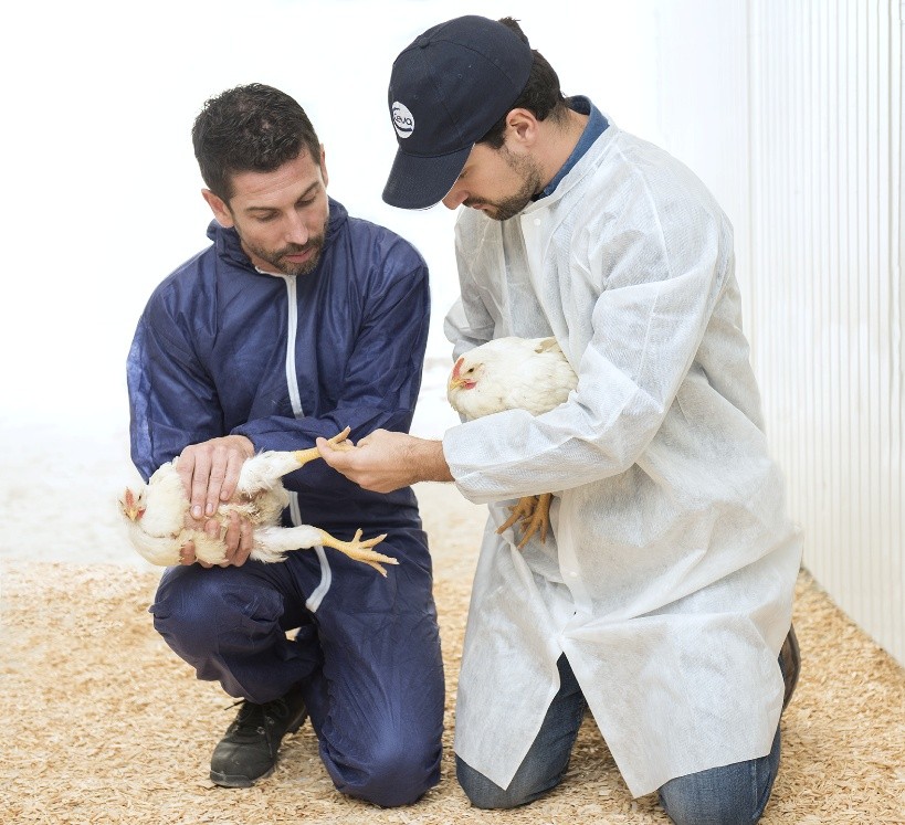 poultry ceva