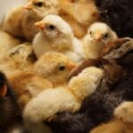 Tailored Vaccination: Why and how Autogenous vaccines contribute to the Poultry Health ?