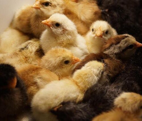 poultry chick