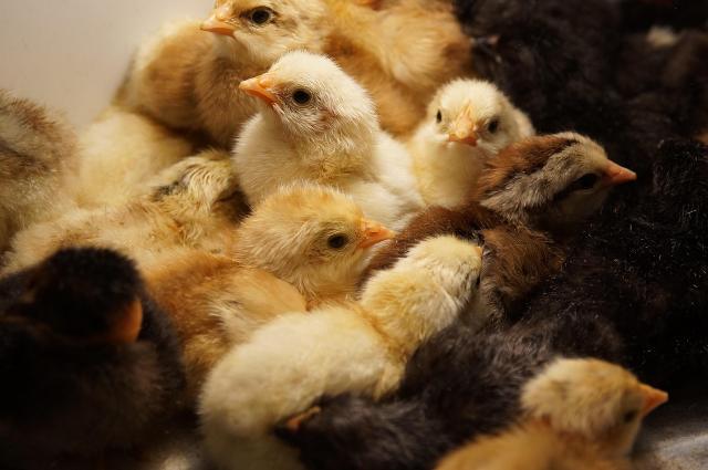 poultry chick