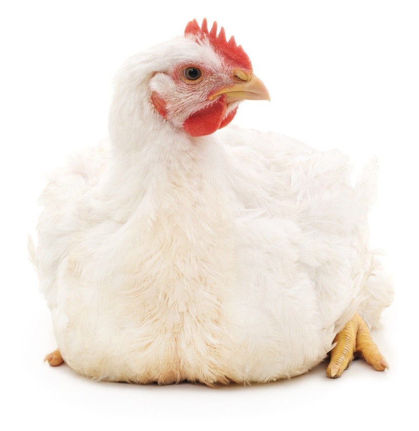 poultry